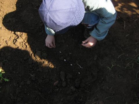 As crianças estão a colocar semente de feijão na terra